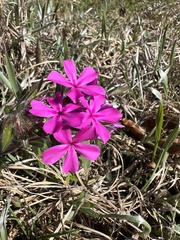 Phlox amoena