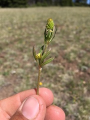 Ranunculus inamoenus