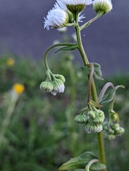 Erigeron annuus
