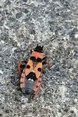 Horvathiolus guttatus
