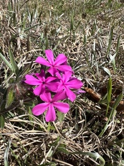 Phlox amoena