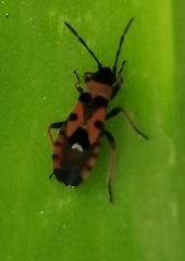 Horvathiolus guttatus