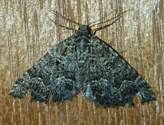 Xanthorhoe xanthospila