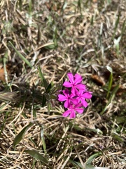 Phlox amoena