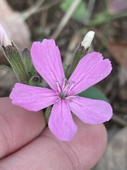 Silene caroliniana