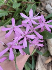 Silene caroliniana