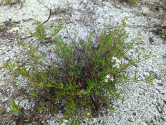 Gratiola hispida