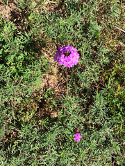 Verbena pulchella
