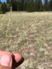 Blepharoneuron tricholepis