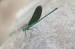 Neurobasis luzoniensis