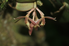 Epidendrum jajense