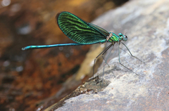 Neurobasis luzoniensis