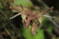 Epidendrum jajense