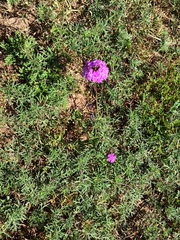 Verbena pulchella