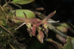 Epidendrum jajense