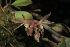Epidendrum jajense