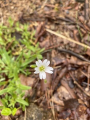 Cerastium velutinum
