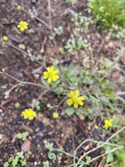 Ranunculus harveyi