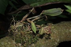 Epidendrum jajense
