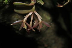 Epidendrum jajense
