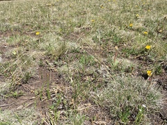 Blepharoneuron tricholepis