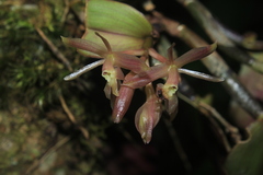 Epidendrum jajense