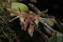 Epidendrum jajense