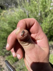 Acmaeodera prorsa