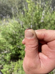 Acmaeodera prorsa