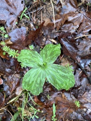 Trillium viride