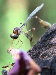 Leptopteromyia americana
