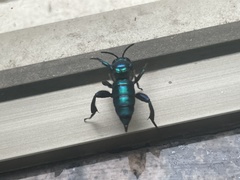 Exaerete