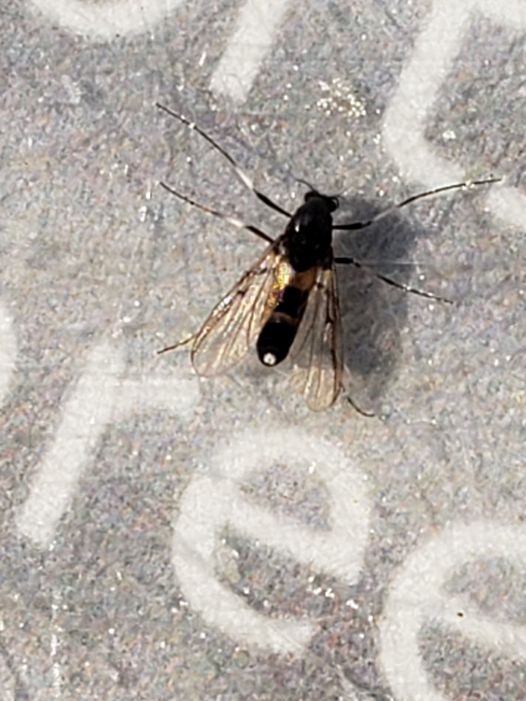 Midge