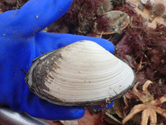 Mactromeris polynyma