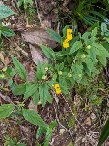 Calceolaria irazuensis (Calceolaria irazuensis)