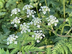 Anthriscus sylvestris