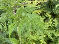 Anthriscus sylvestris