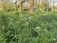 Anthriscus sylvestris
