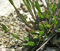 Arabis aculeolata
