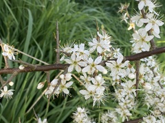 Prunus spinosa