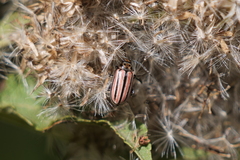 Disonycha bicarinata