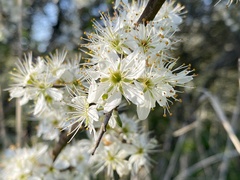 Prunus spinosa