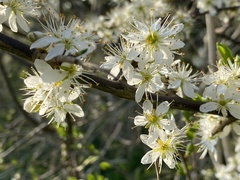 Prunus spinosa