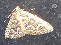 Xanthorhoe xanthospila