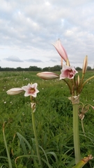 Crinum bulbispermum