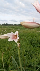 Crinum bulbispermum