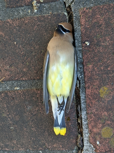 Cedar Waxwing photographed in Alabama