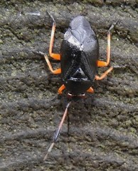 Ectopiocerus anthracinus