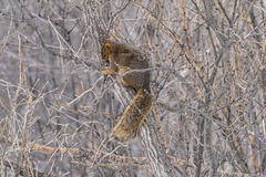 Sciurus niger