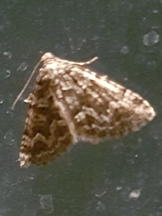 Xanthorhoe xanthospila